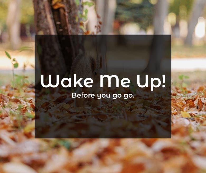 Banner for Collections